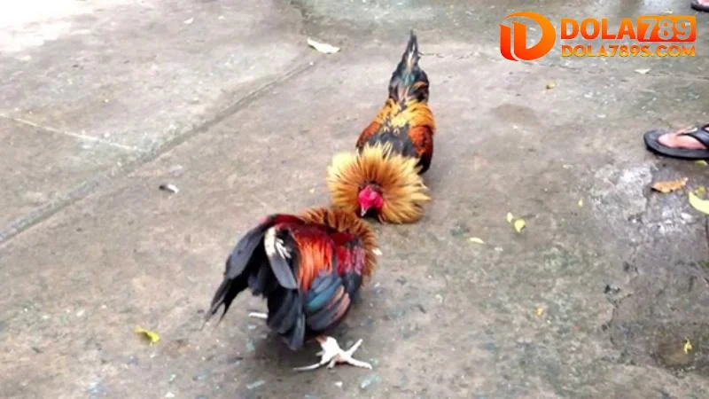 Cách nuôi gà đá cựa sắt đơn giản