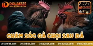 Chăm sóc gà chọi sau đá chuẩn xác từ cao thủ lâu năm