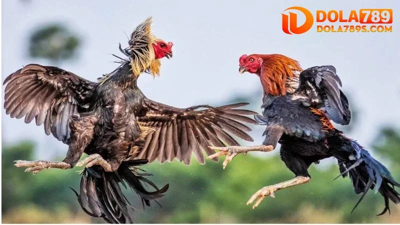 Cơ hội tương tác và học hỏi độc đáo của đá gà trực tiếp