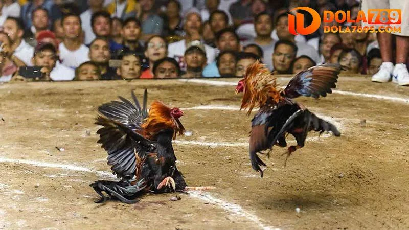 Đá gà trực tiếp là gì?