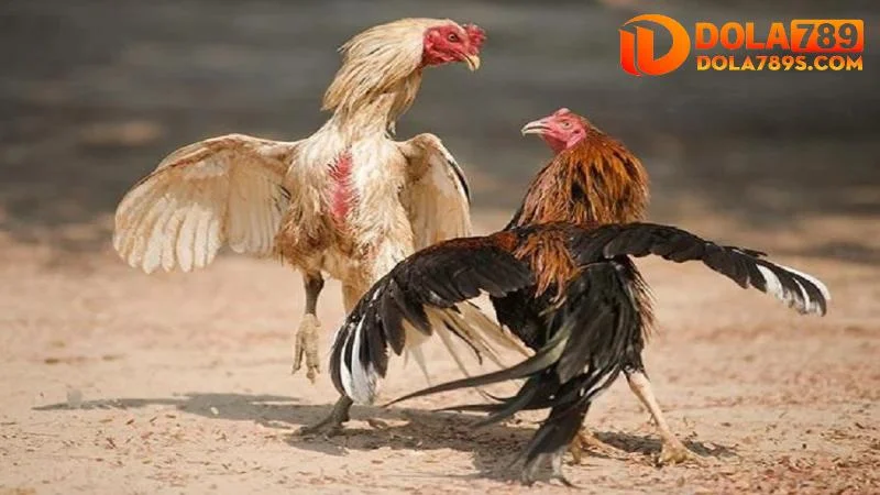 Dinh dưỡng hợp lý của nuôi gà đá