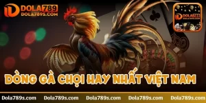 Dòng gà chọi hay nhất Việt Nam được nhiều sư kê săn đón