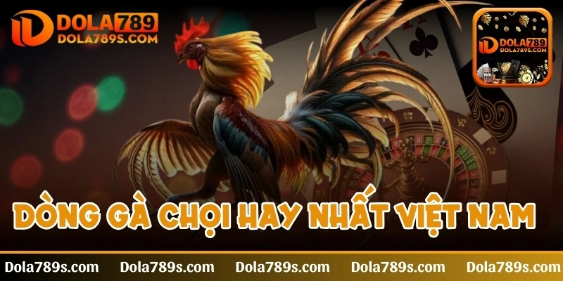 Dòng gà chọi hay nhất Việt Nam được nhiều sư kê săn đón