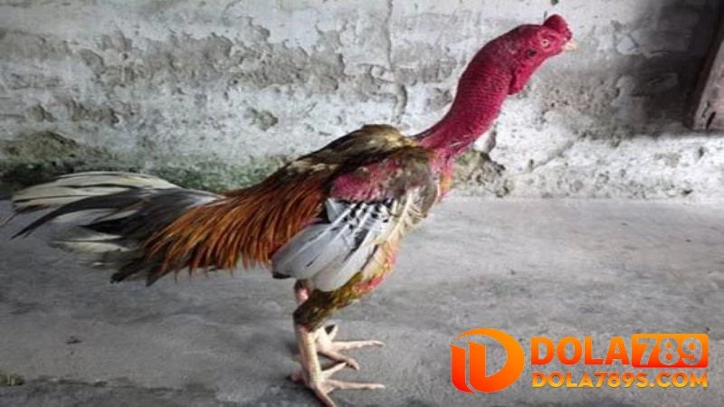 Dòng gà chọi hay nhất Việt Nam có đặc điểm gì?