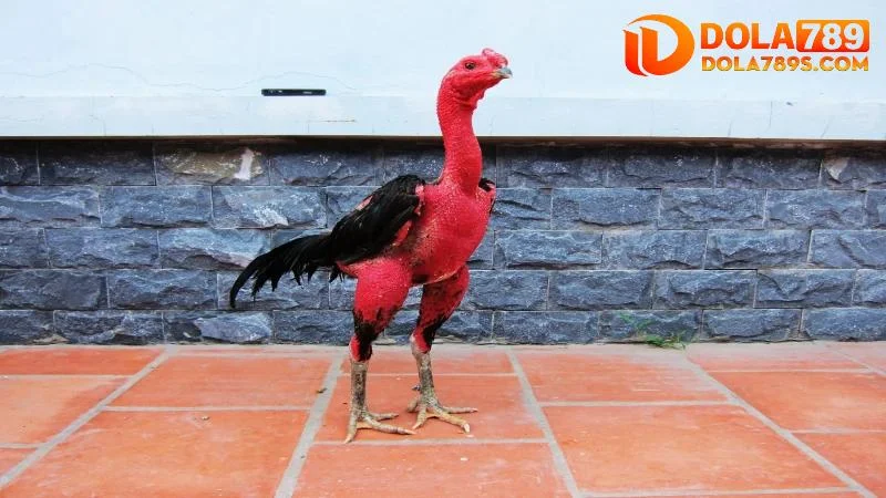 Gà chọi Cao Lãnh có khả năng chiến đấu cao