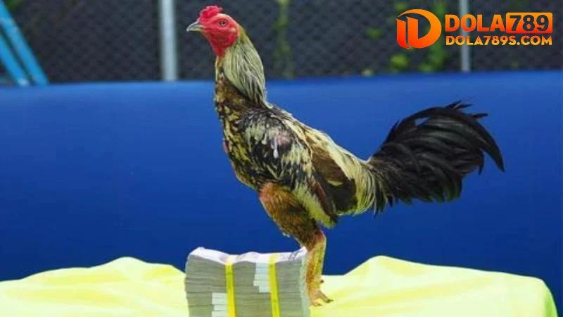 Lưu ý khi chọn gà chọi đá hay