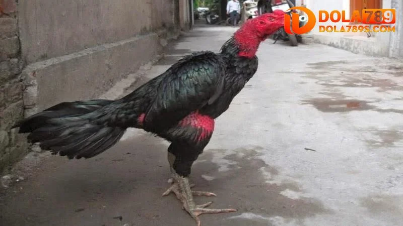 Một số dòng gà chọi hay nhất Việt Nam hiện nay