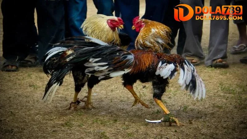 Những điều cần nắm khi xem đá gà