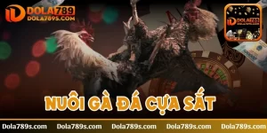 Nuôi gà đá cựa sắt đơn giản cho những anh em kê thủ