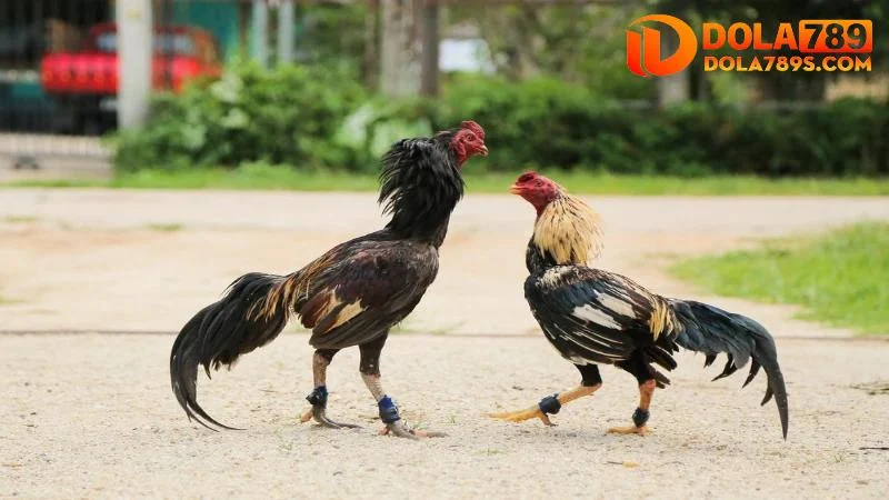 Phương pháp luyện tập cho nuôi gà đá