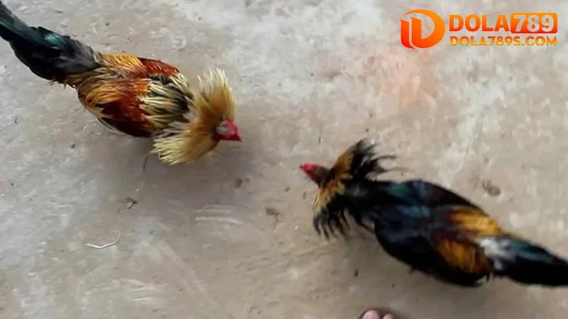 Tầm quan trọng của nuôi gà đá cựa sắt là gì?