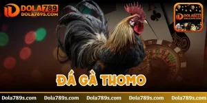 Đá gà Thomo - Cách tham gia cá cược vô cùng đơn giản